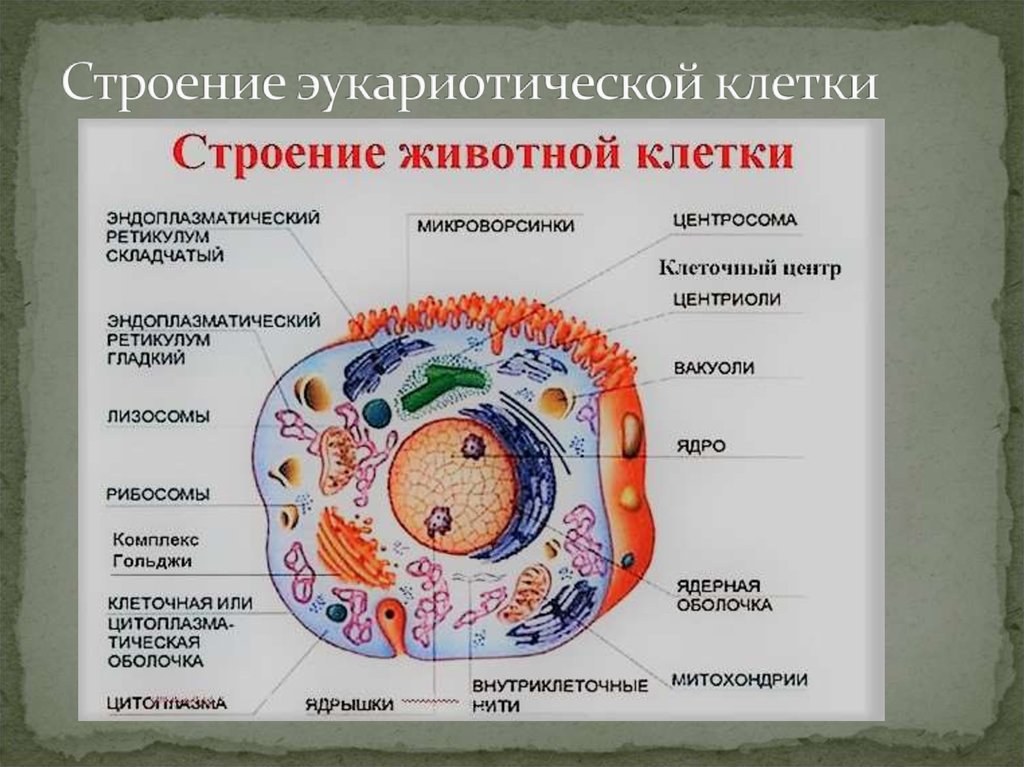 Схема строения эукариотической клетки