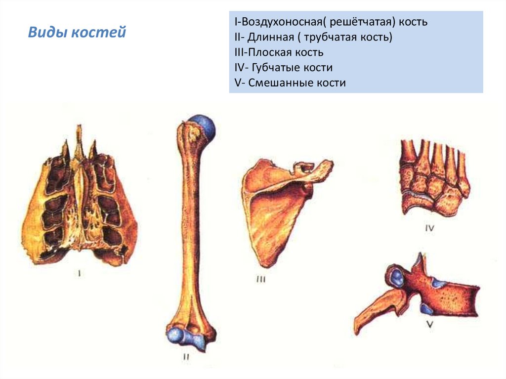 5 костей губчатых. Кости трубчатые губчатые плоские смешанные. Классификация костей человека воздухоносные. Воздухоносные кости классификация. Губчатые и воздухоносные кости.