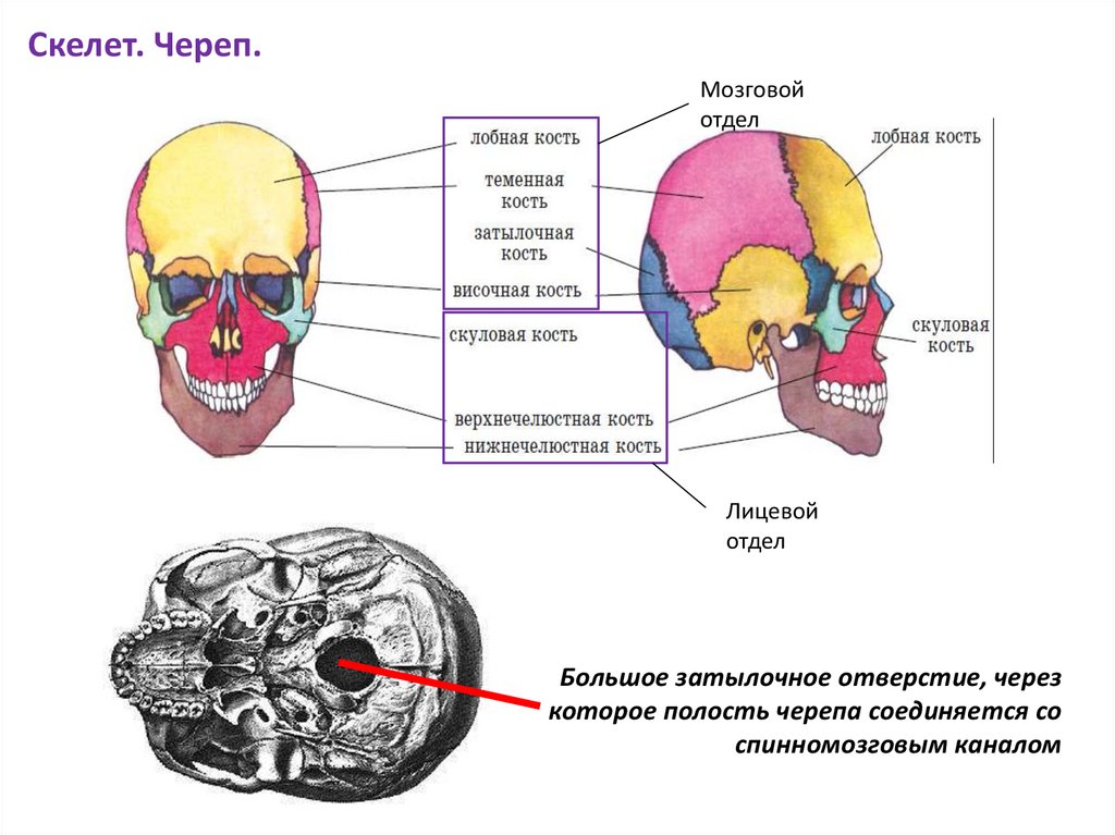 Лобная отдел скелета. Опорно двигательная система человека череп. Функции мозгового отдела. Мозговой отдел индивидуальные отличия.