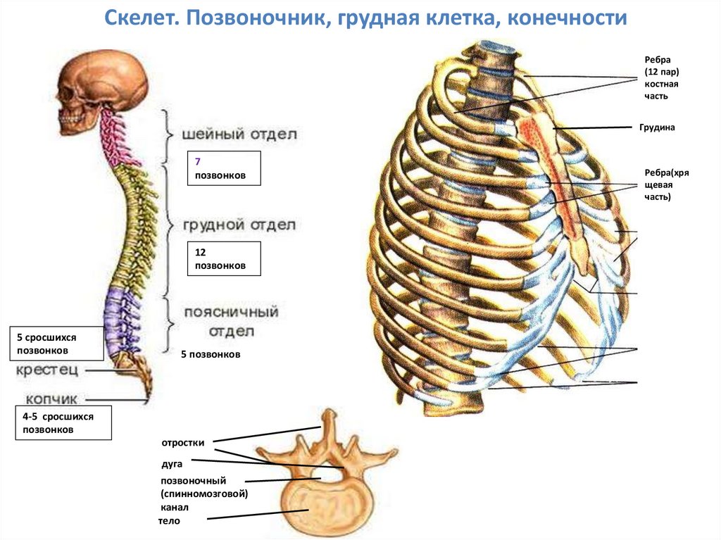 Ребро отдел скелета. Грудная клетка скелет строение анатомия. Строение костей грудного отдела. Скелет туловища человека грудная клетка. Скелет человека Грудина ребра.