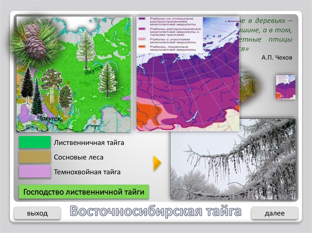 Какая природная зона в красноярском крае