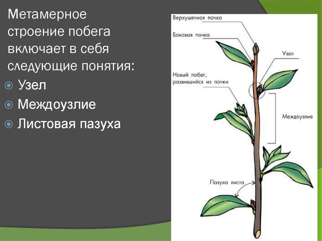 Лист боковая почка междоузлие. Метамерное строение побега. Метамерное строение растений. Клематис побеги. Строение побега растения.