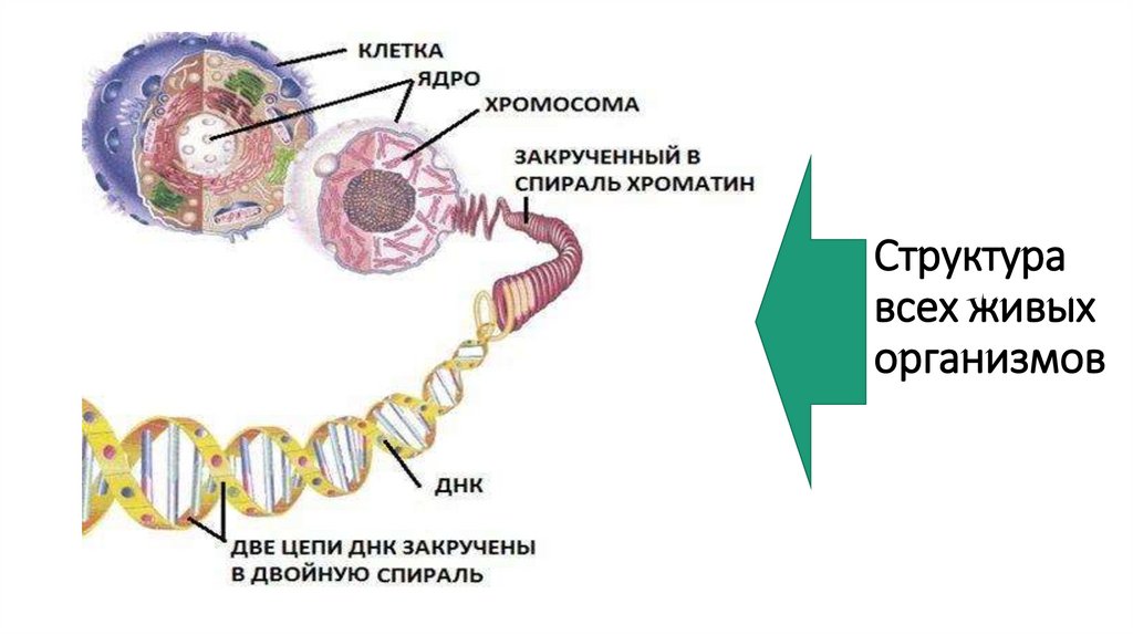 Уровни наследственной информации. Генетический материал. Реализация генетической информации схема. Вирусы переносчики генетической информации.