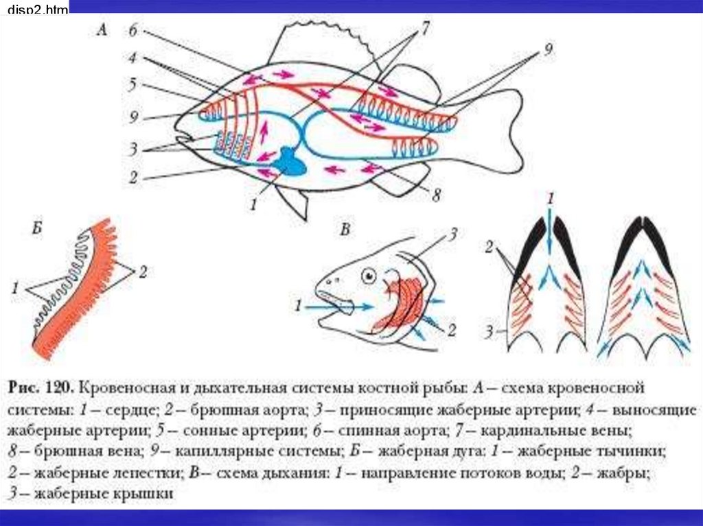 Какое сердце имеет рыбы. Кровеносная и дыхательная система костной рыбы. Схема кровеносной системы костистой рыбы. Строение кровеносной системы костных рыб. Дыхательная система костных рыб.