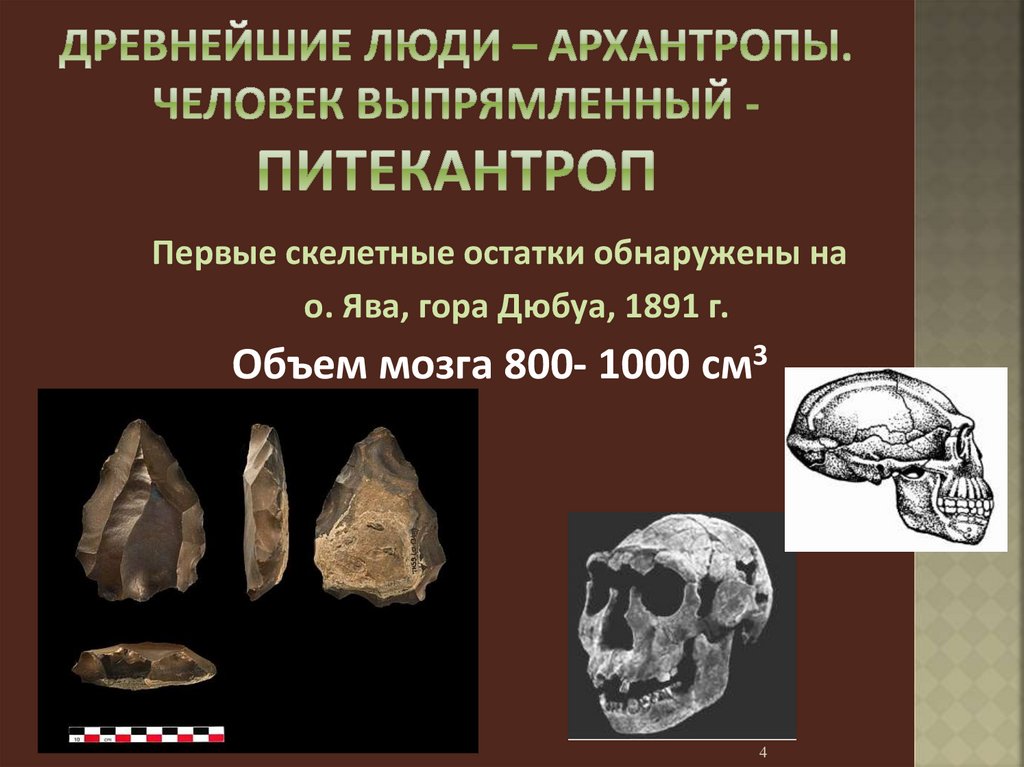 Объем мозга питекантропа. Питекантропы (древнейшие люди, архантропы). Древнейшие люди архантропы. Питекантроп и синантроп это. Образ жизни питекантропа и синантропа.