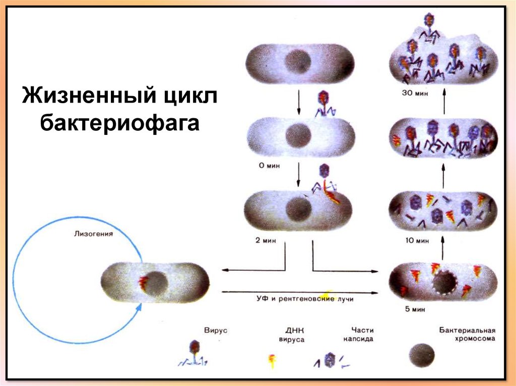 Лизогенный цикл. Охарактеризуйте жизненный цикл бактериофага кратко. Цикл развития бактериофага схема. Стадии жизненного цикла бактериофага. Этапы жизненного цикла бактериофага.