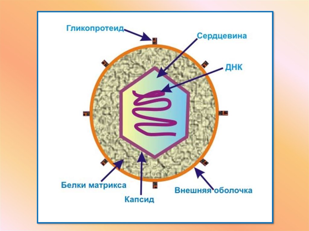 Днк вирусы. Строение ДНК вируса. Строение бактерии строение вируса. Вирус герпеса строение рисунок. Схема строения вируса герпеса.