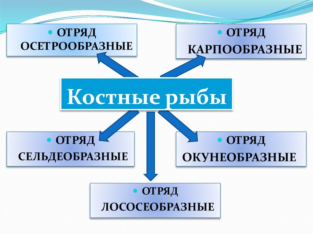 Представители костных. Отряды костных рыб. Класс костные отряды. Класс костные рыбы отряды. Отряды костных рыб таблица.