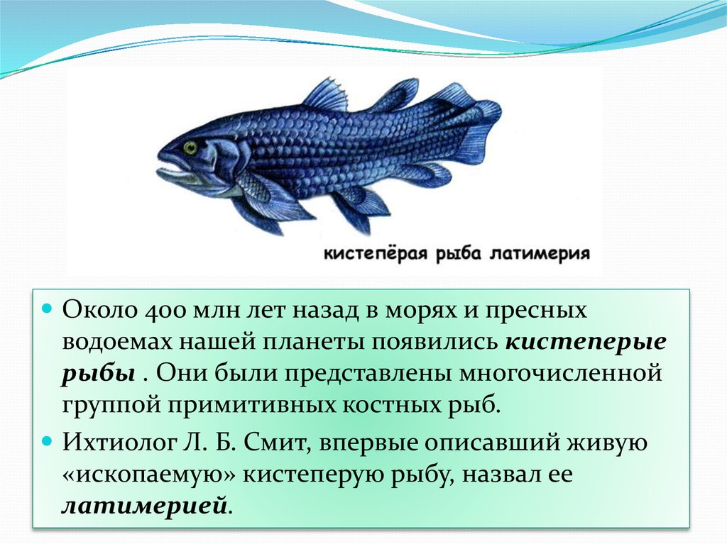 Какие особенности кистеперых рыб. Отряд кистеперые. Кистепёрые рыбы Латимерия. Кистеперая рыба Латимерия. Кистеперые рыбы Эра.