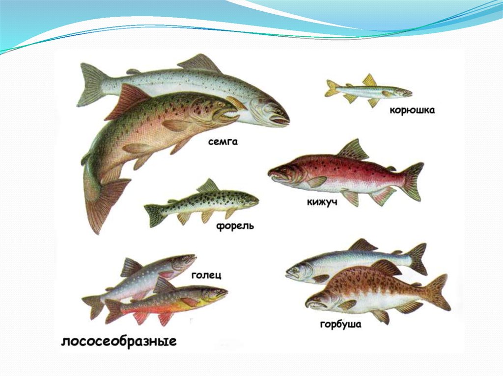 Какие рыбы относятся к классу костные. Отряд Лососеобразные рыбы представители. Отряд Карпообразные представители. Отряды костных рыб. Костные рыбы Лососеобразные.