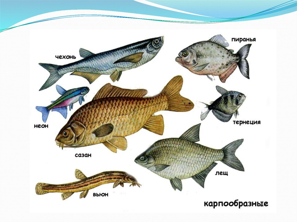 Представители отряда окунеобразные рыбы. Отряд Карпообразные представители. Карпообразные рыбы представители. Многообразие карпообразных рыб. Костистые рыбы мнооогьб.