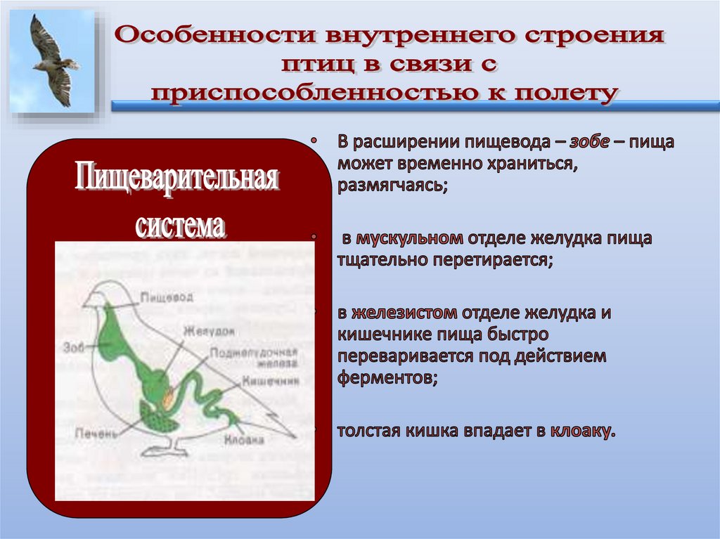 Составьте схему поступления и перемещения пищи по пищеварительному тракту птицы