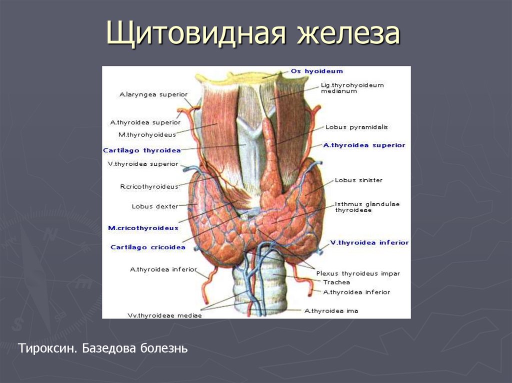 Кровоснабжение щитовидной железы схема