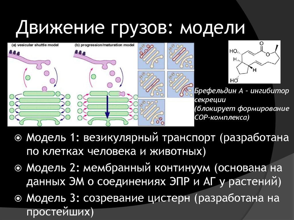 Движение грузов. Везикулярный транспорт. Везикулярный транспорт клетки. Везикулярный транспорт схема. Типы везикулярного транспорта.