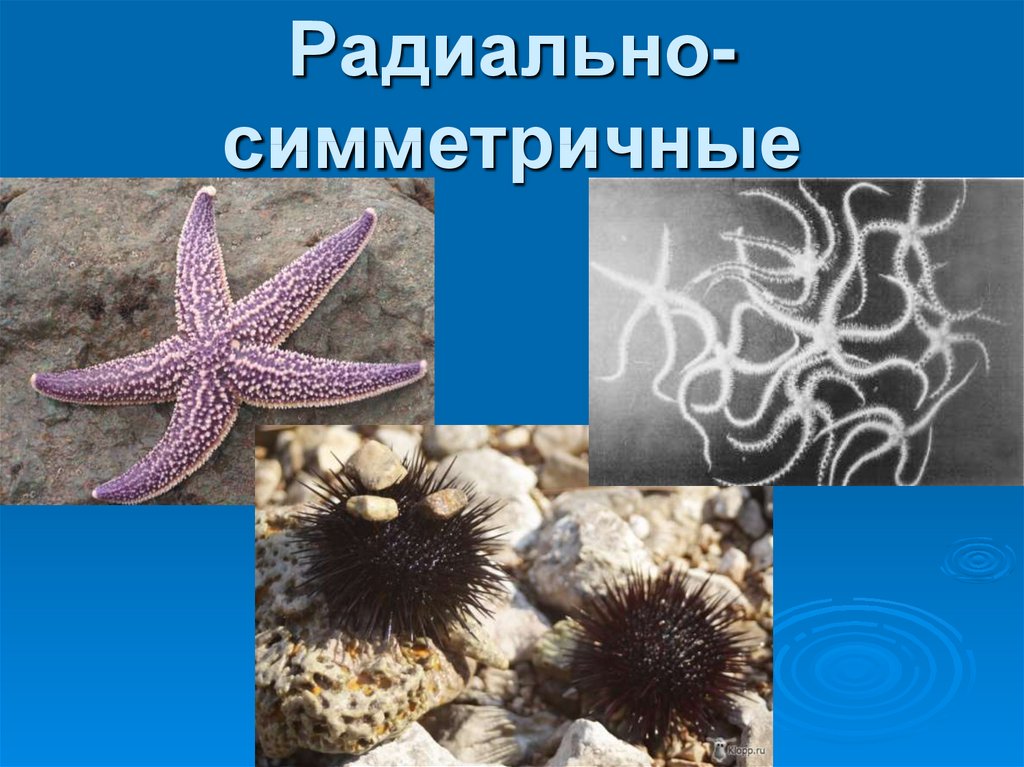 Укажите тип симметрии животного укажите среду обитания. Губки и Кишечнополостные. Кишечнополостные моллюски. Радиальная симметрия в природе. Лучевая симметрия в природе.