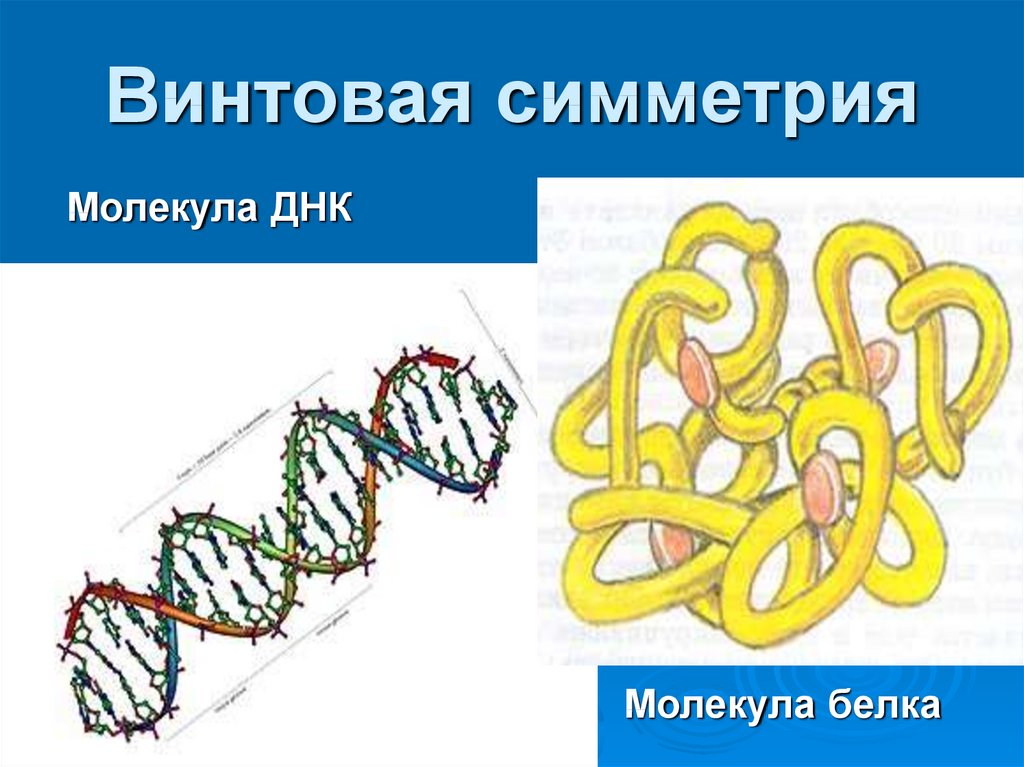 Винтовая симметрия рисунок