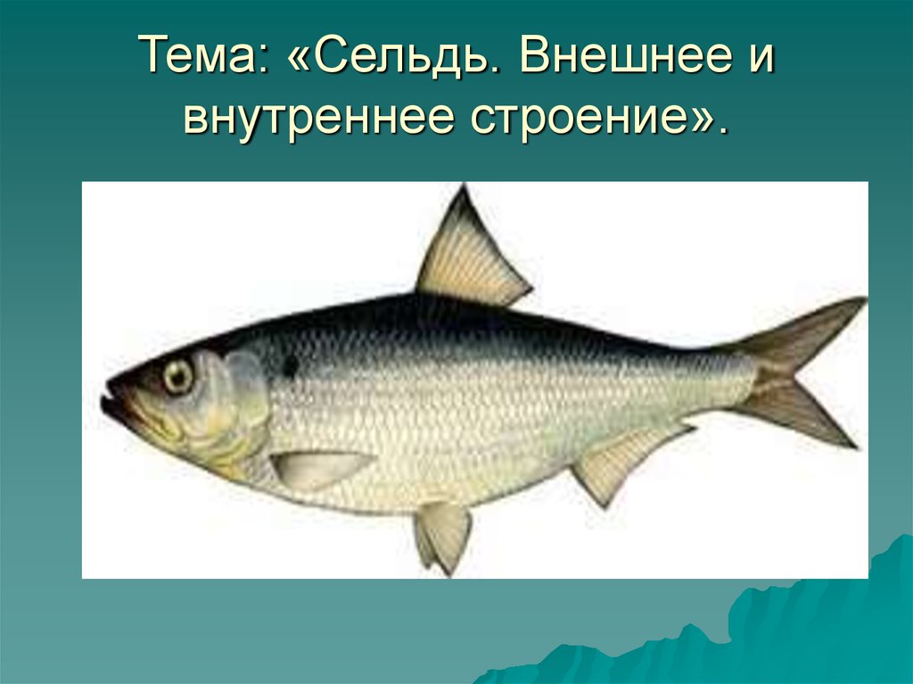 Звуковая схема сельдь