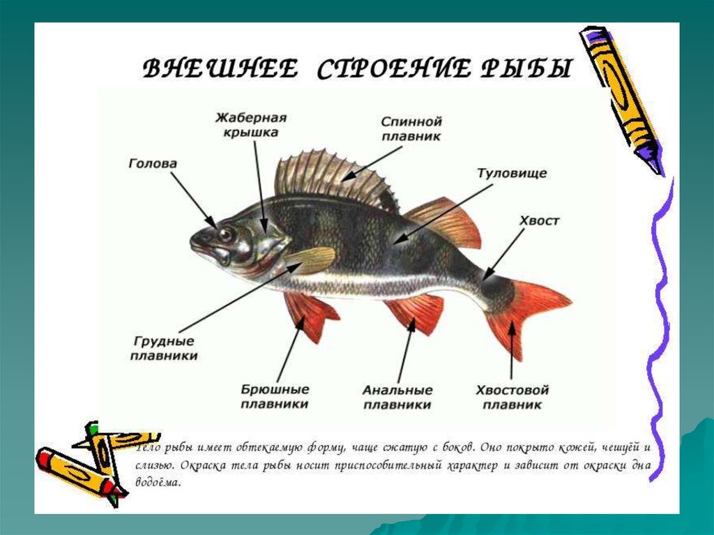 Какие отделы тела имеет рыба. Лабораторная работа по биологии 7 класс изучение строения рыб. Внешнее строение рыбы биология. Внешнее строение рыбы 7. Внешнее строение рыбы 7 класс биология.
