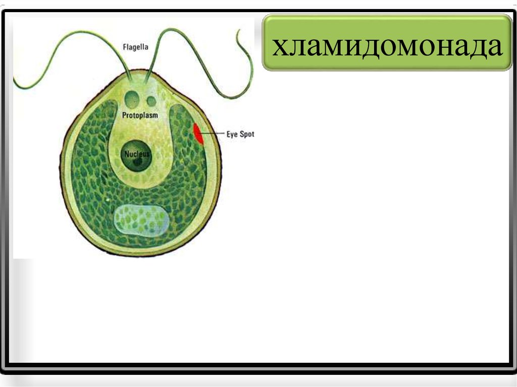 Хламидомонада рисунок с подписями