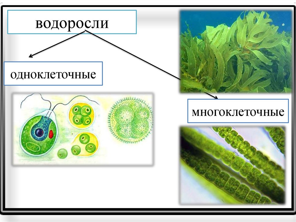 Многоклеточные водоросли состоят из большого
