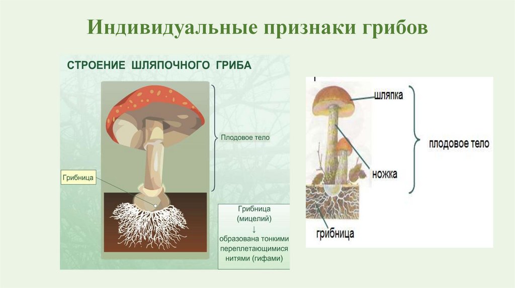 Гриб а симптомы