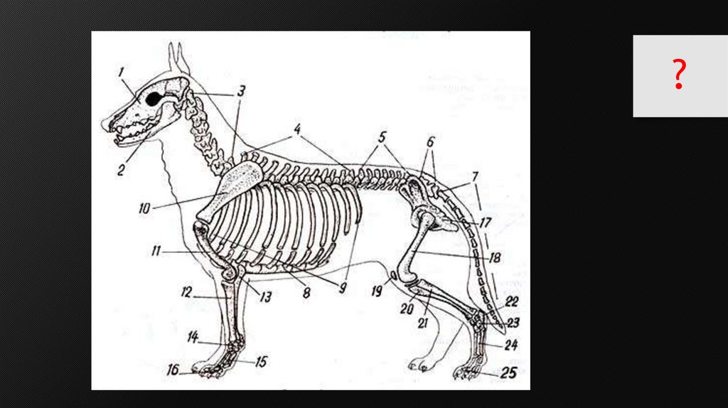Лабораторная по биологии исследование особенностей скелета млекопитающих. Строение скелета немецкой овчарки. Скелет пояса задних конечностей млекопитающих. Стволовой осевой скелет собаки. Скелет собаки немецкой овчарки.