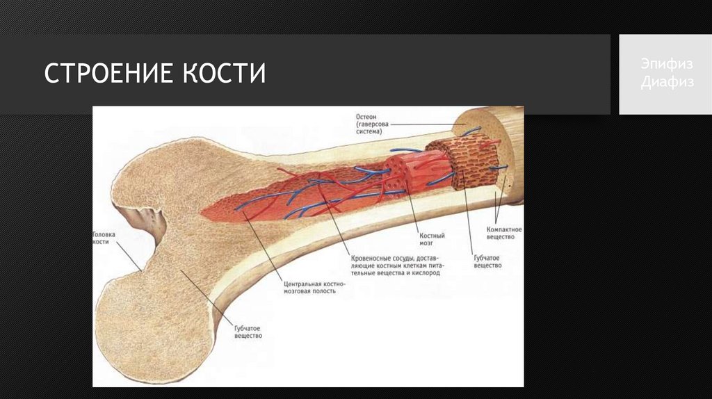 Строение кости фото