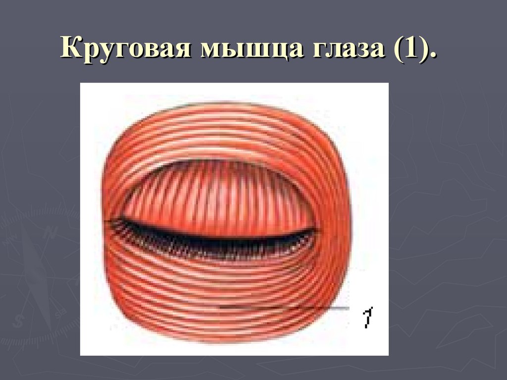 Круговая 19. Круговая мышца глаза. Кольцевая круговая мышца глаза. Круглая мышца глаза. Кольцевые глазные мышцы.