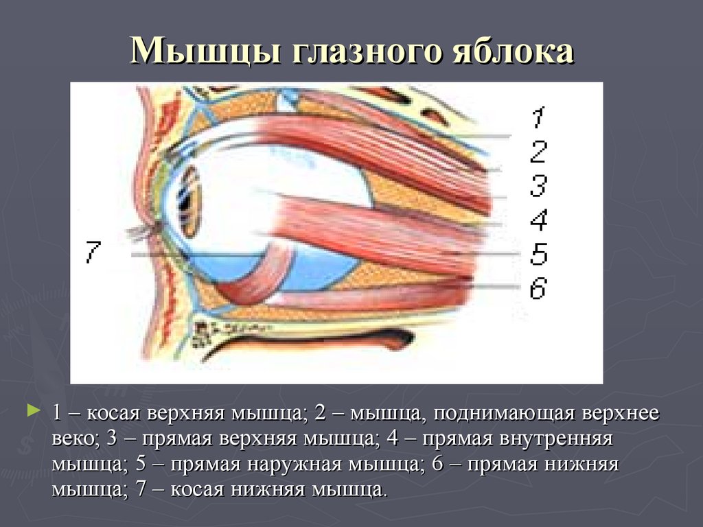 Косых мышц глазного яблока. Мышцы глазного яблока. Косая мышца глазного яблока. Мышца верхнего века. Косые мышцы глазного яблока.