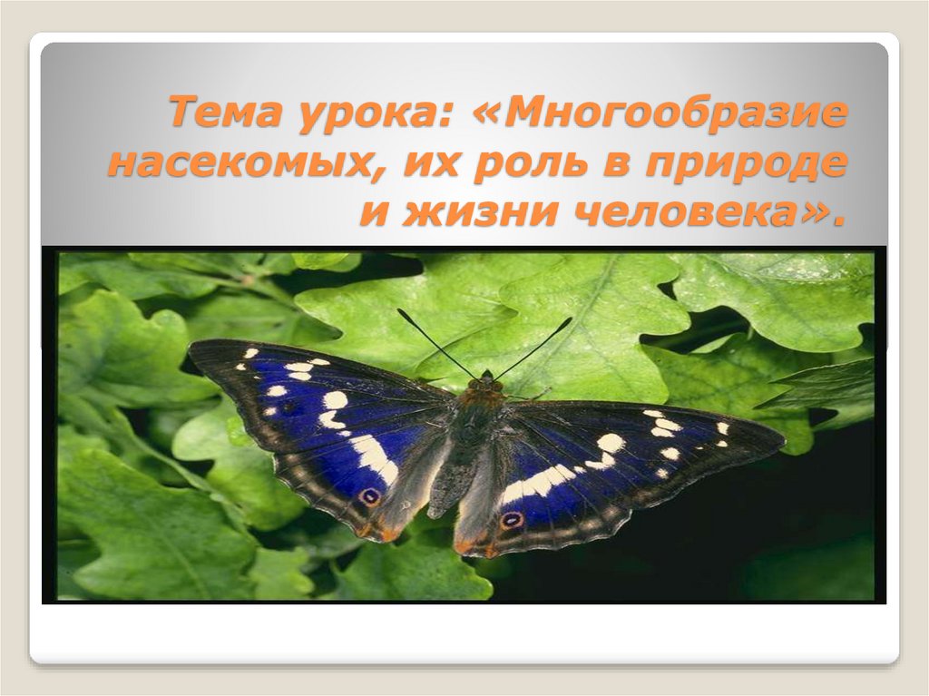 Насекомые 3 класс окружающий мир. Насекомые родного края. Разнообразие членистоногих в природе родного края. Разнообразие насекомых тульского края. Проект разнообразие природы родного края бабочки.