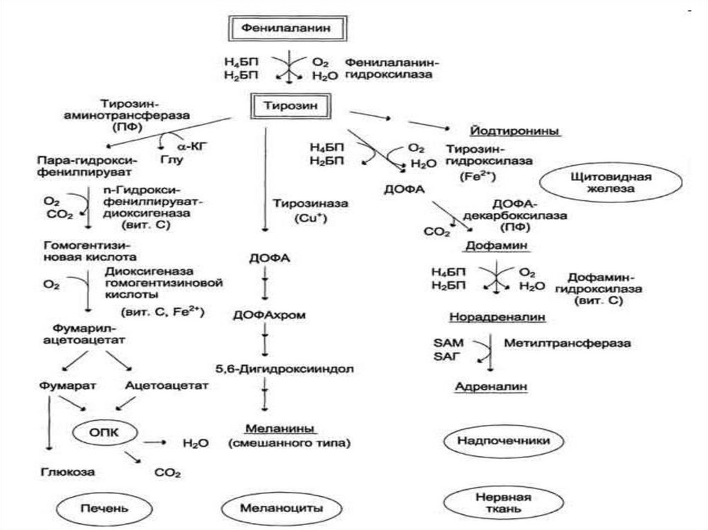 Синтез тирозина. Синтез Глюкозы из фенилаланина. Схема метаболизма фенилаланина. Фенилаланин тирозин схема. Синтез тирозина из фенилаланина.