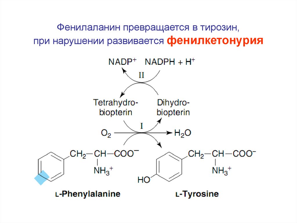 Тирозин что это такое. Тирозин структурная формула. Формула структура тирозин. Фенилаланин формула структурная. Тирозин аминокислота формула.