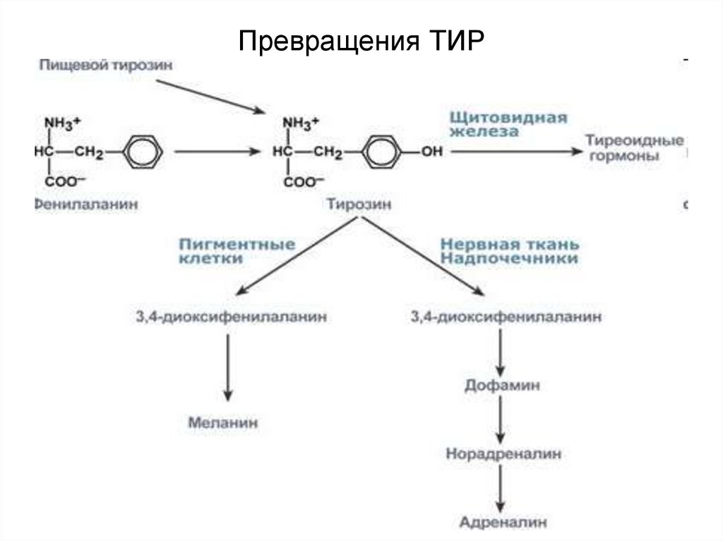 Фенилаланин биохимия. Метаболизм фенилаланина и тирозина биохимия. Фенилаланин превращается в тирозин. Фенилаланин в тирозин. Превращение тирозина в надпочечниках.