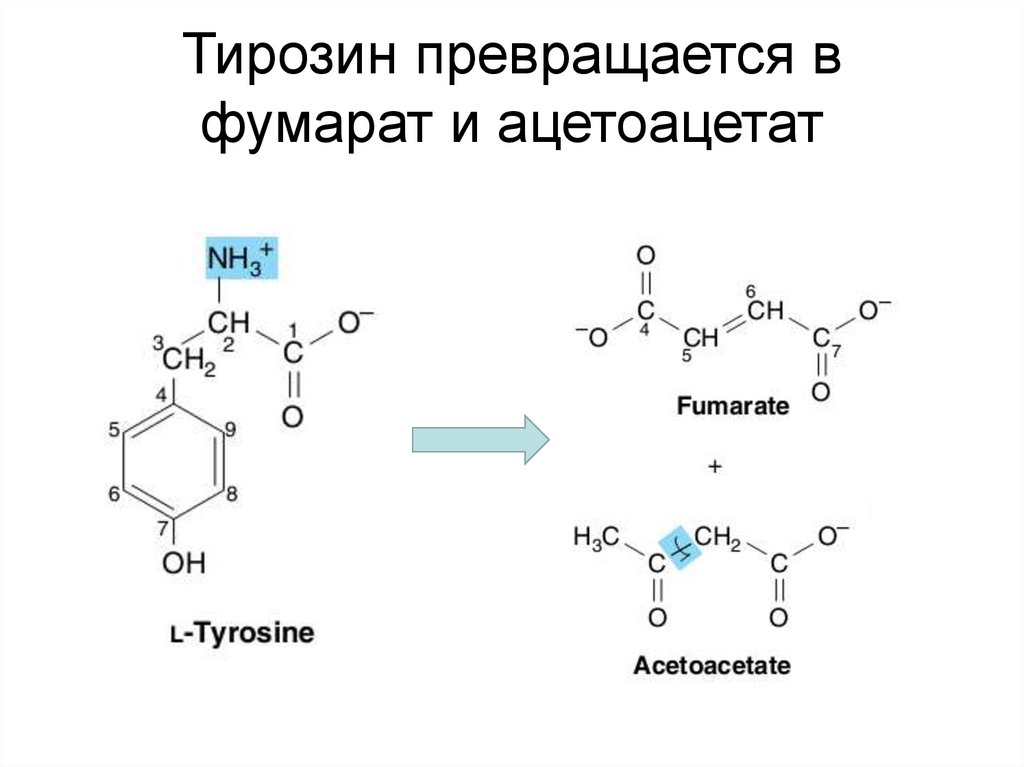 Тирозин что это такое. Тирозин аминокислота. Тирозин структурная формула. Тирозин аминокислота формула. Тирозин строение аминокислоты.