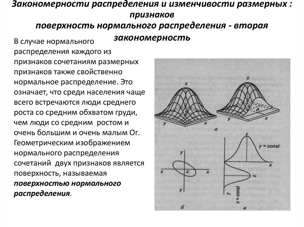Поверхность распределения. Закономерности нормального распределения частот.. Первая закономерность изменчивости размерных признаков. Нормальное размерное распределение. Закономерности 2 признака.