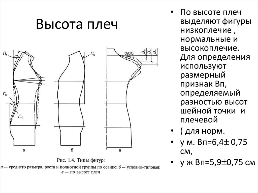 Размерная типология