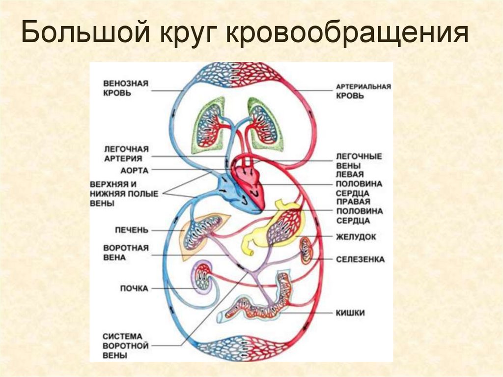 Что входит в кровообращения. Круги кровообращения человека анатомия. Большой круг кровообращения анатомия человека. Общая схема кругов кровообращения. Схема большого круга кровообращения схема.
