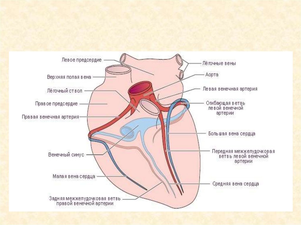 Коронарный круг кровообращения схема. Венечный круг кровообращения схема. Сосуды сердца анатомия схема. Схема круга кровообращения венечный круг кровообращения. Анатомия вен сердца