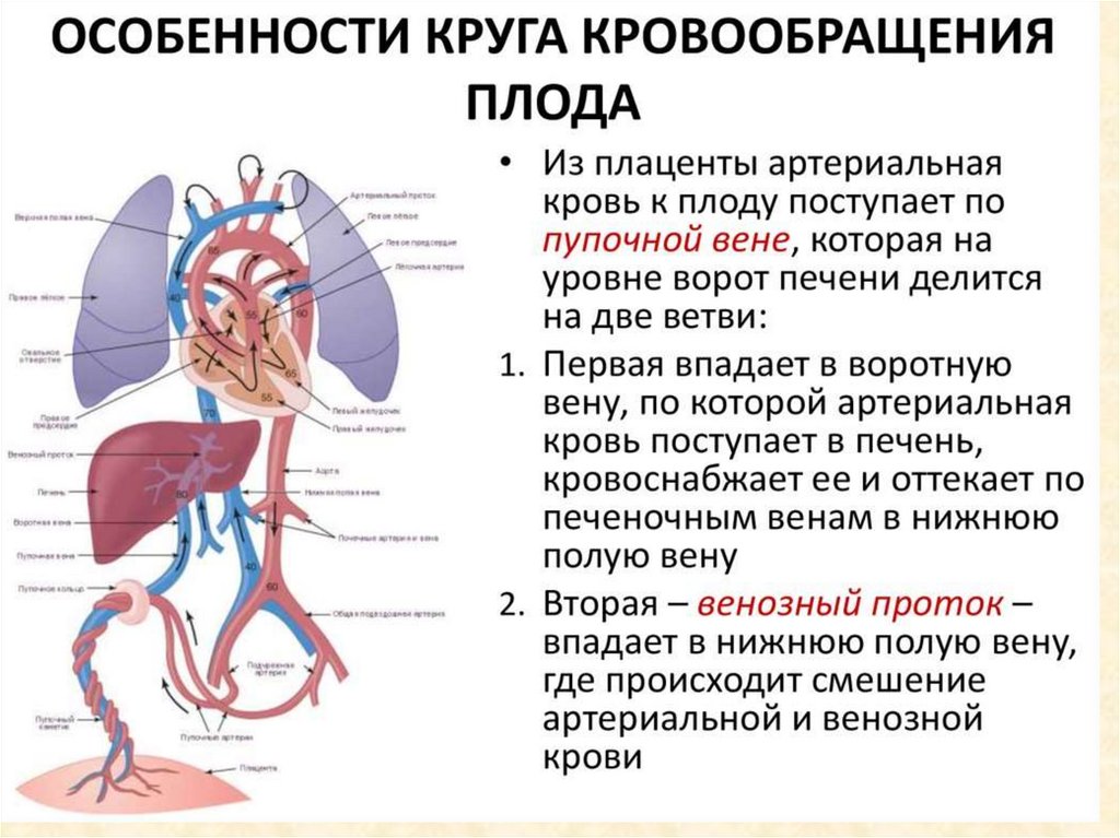 Кровообращение после. Кровообращение плода анатомия кратко. Внутриутробное кровообращение плода схема. Плацентарный круг кровообращения схема. Плацентарное кровообращение плода схема.