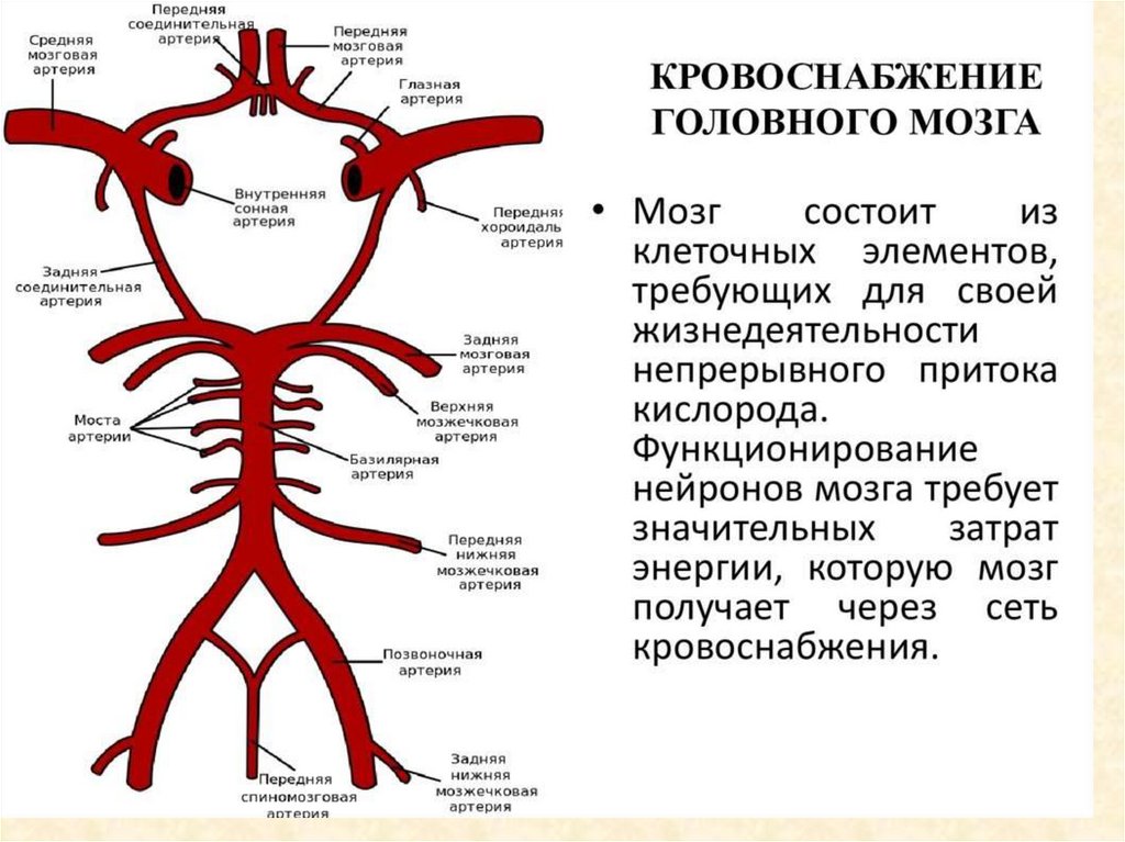 Схема мозгового кровообращения