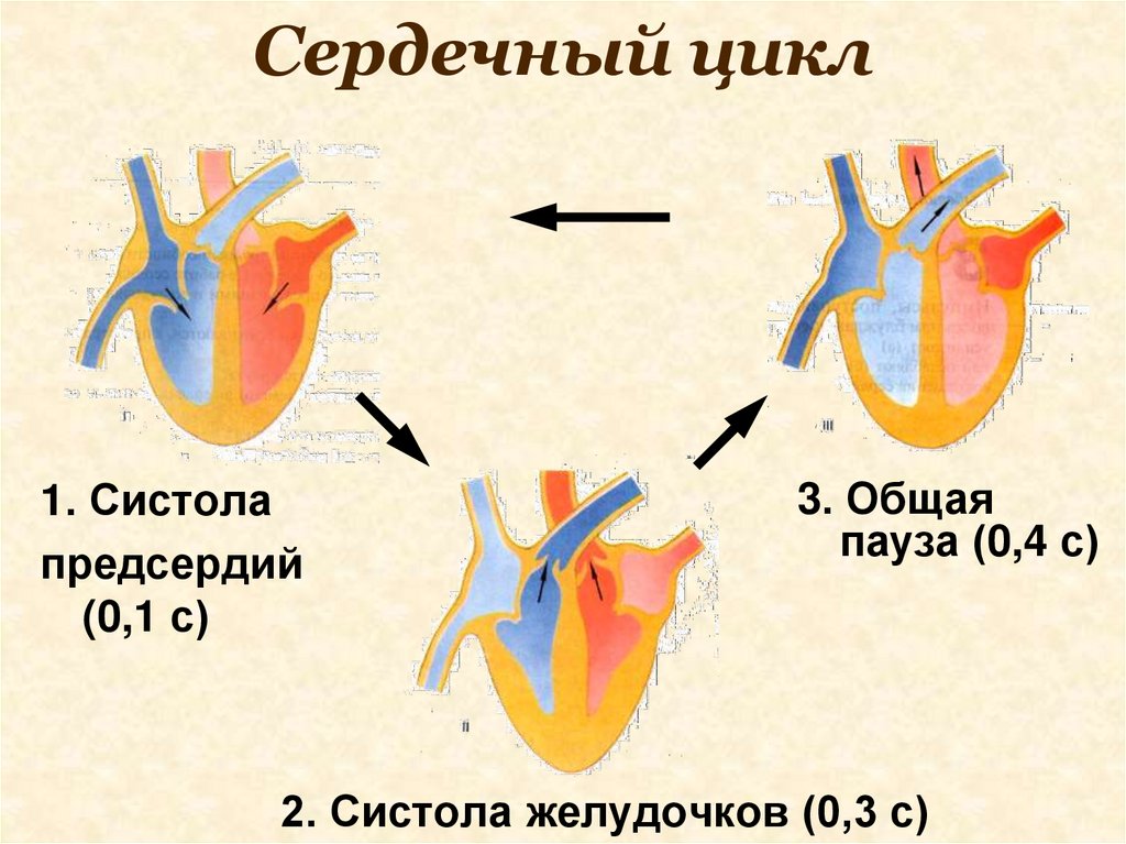 Сердечный цикл схема физиология