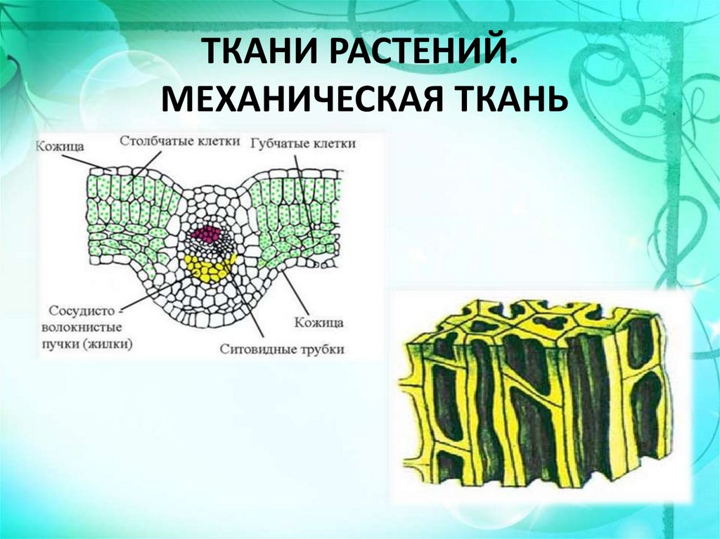 Часть механической ткани у растений