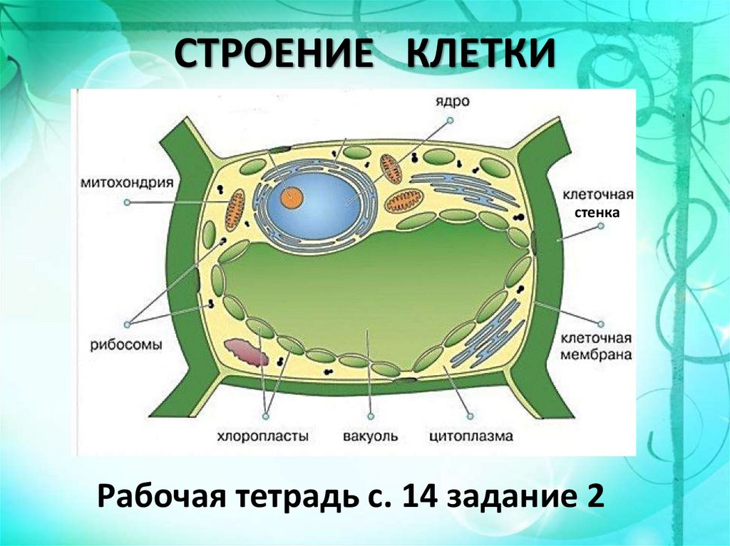 Опишите строение клетки. Строение растительной клетки 5 класс биология. Растительная клетка 5 класс биология. Строение ядра растительной клетки 5 класс биология. Схема ростительноймклетки биология.