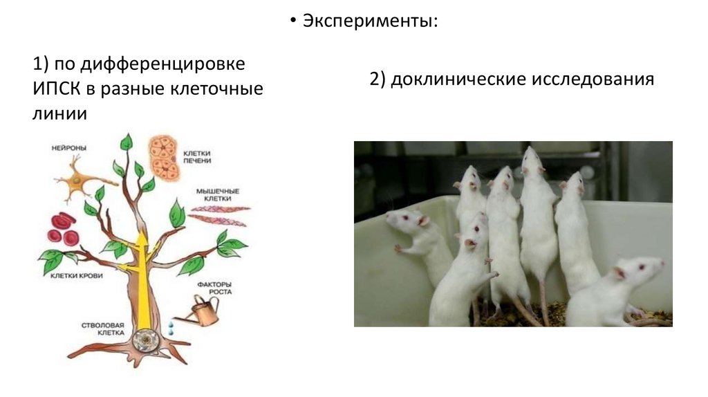 Доклинические исследования презентация