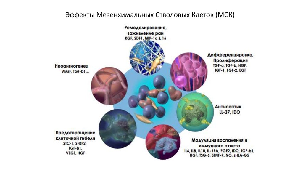 Мезенхимальные стволовые клетки. Стволовые клетки МСК. Маркеры мезенхимальных стволовых клеток. Выделение мезенхимальных стволовых клеток. Мезенхимальные стволовые клетки плаценты.