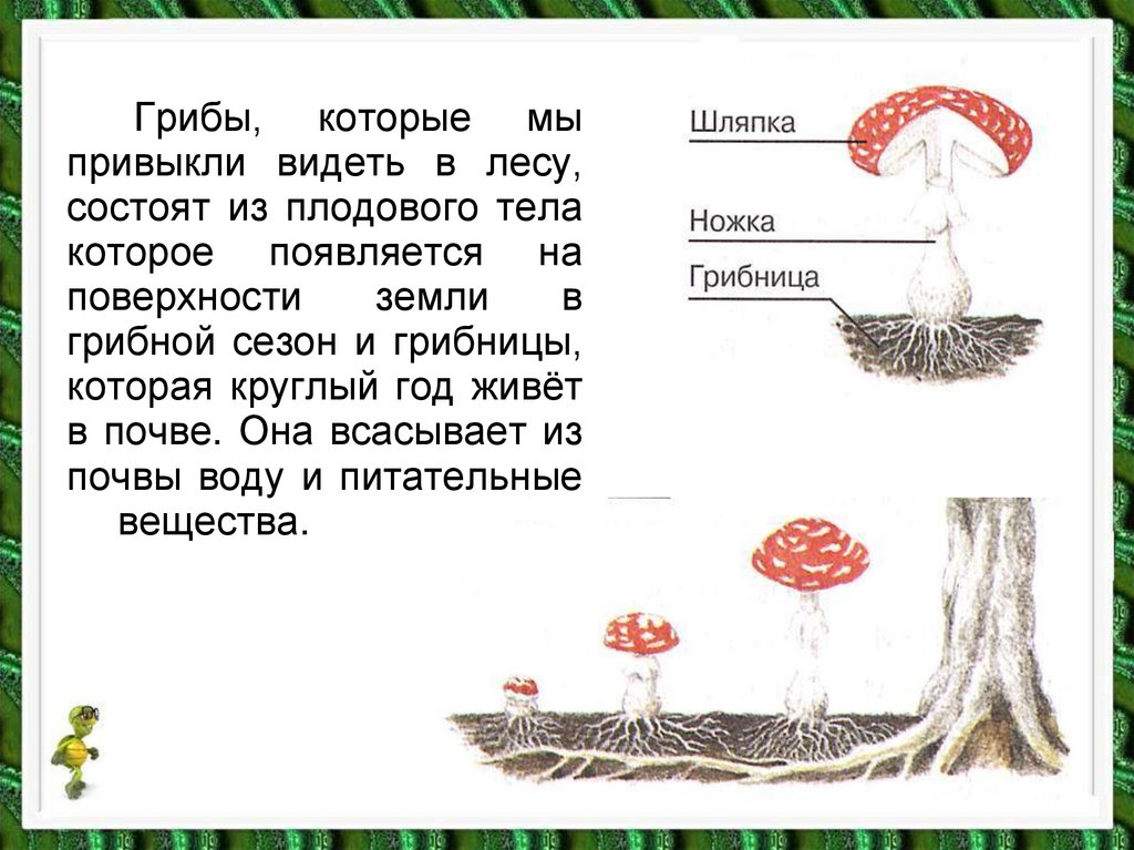 Презентация на тему царство грибов