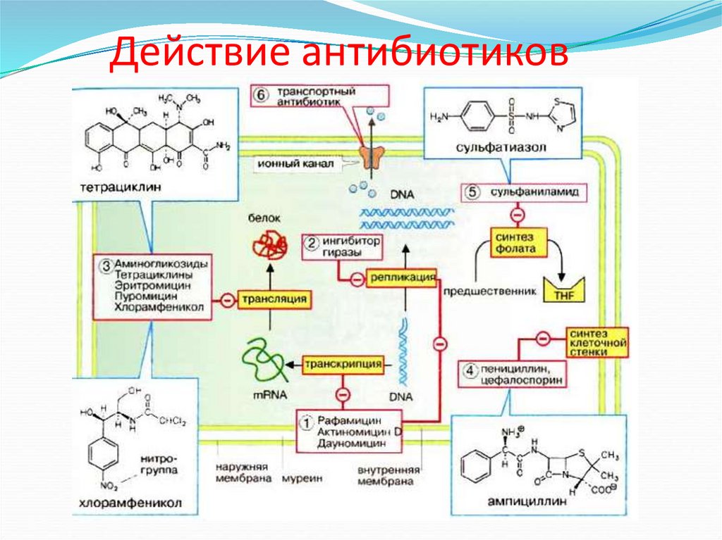 Влияние антибиотиков. Синтез левомицетина схема. Действие антибиотиков. Аминогликозиды механизм действия фармакология. Воздействие антибиотиков.