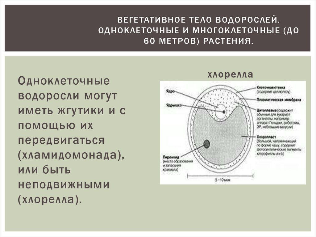 Чем представлено тело водорослей