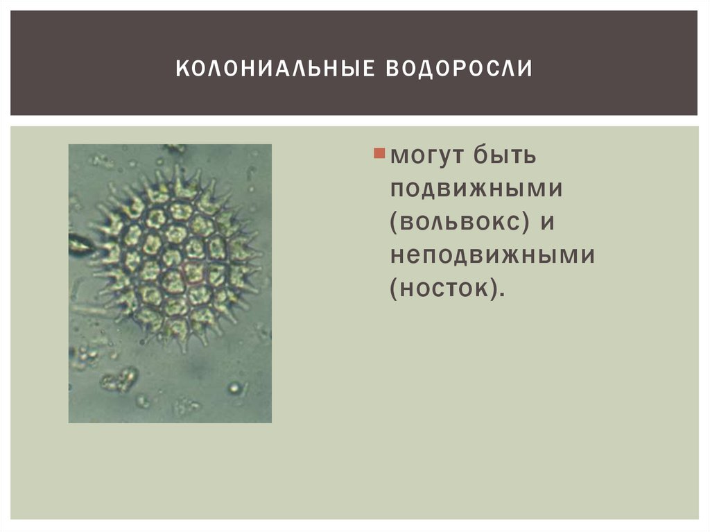 Колониальные организмы презентация 10 класс