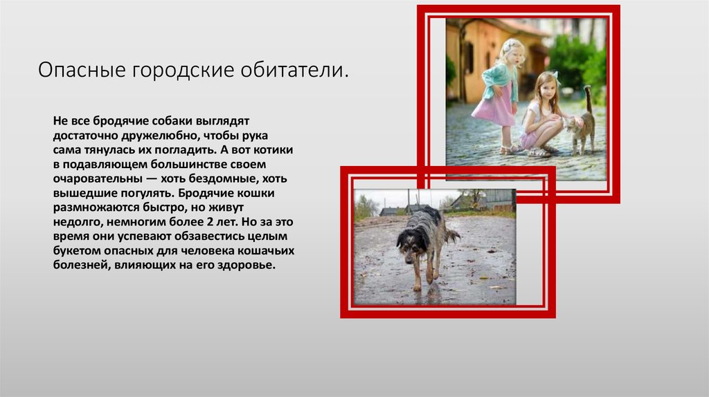 Опасные городские обитатели.